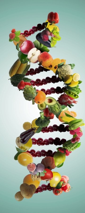 Calorie Restriction Diet and Nutrigenomics